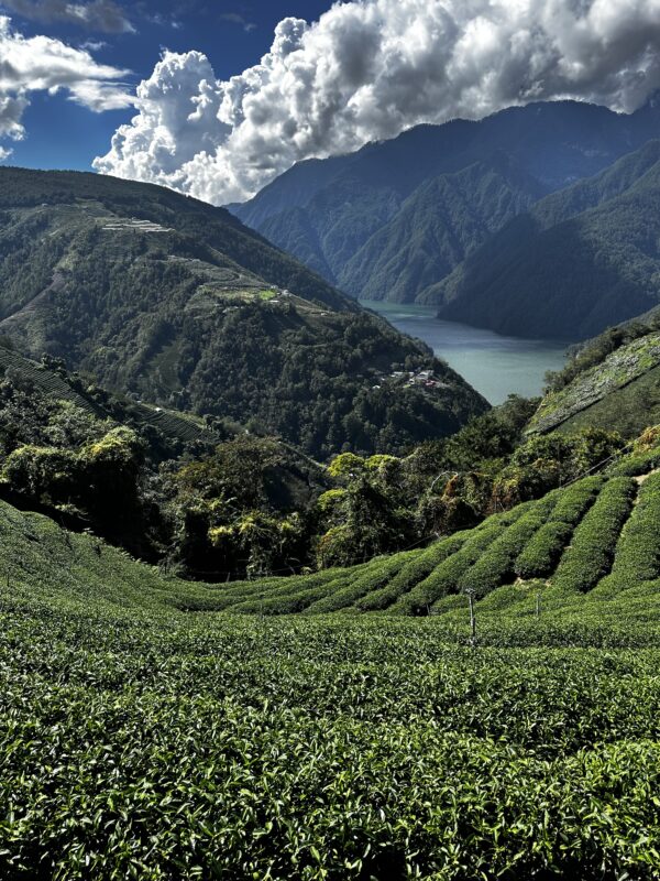 Li Shan 梨山 Wu Long - Té Wulong - Imagen 5