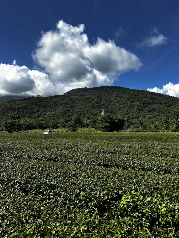 TaiTung Red Wulong 红乌龙 - Té Wulong - Imagen 4